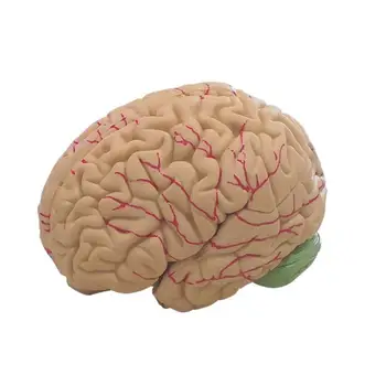 Симулация модел на човешкия мозък, PVC, 8 части, инструмент за обучение по анатомия в реален размер, 3D-модел за обучение на деца на познание в класната стая